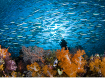 trattato-protezione-oceani_Toscana-ambiente