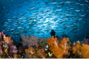 trattato-protezione-oceani_Toscana-ambiente