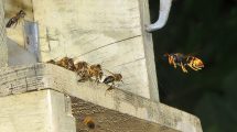 Vespa velutina e api (crediti: Antonio Felicioli)