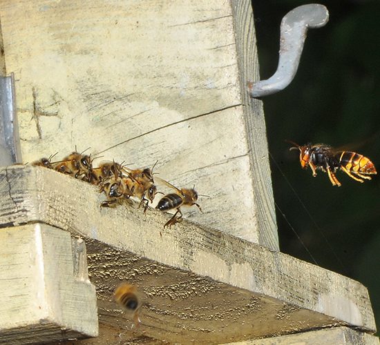 Vespa velutina e api (crediti: Antonio Felicioli)