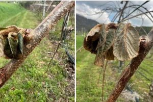 gelata-frutteti_Toscana-ambiente