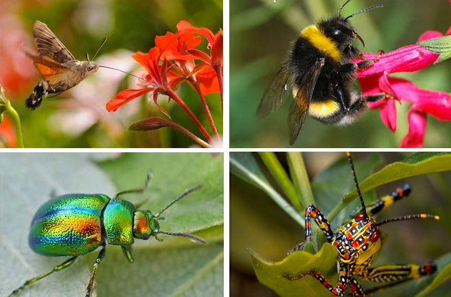 impollinatori-impollinazione_Toscana-ambiente