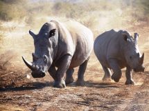 rinoceronti-bianchi-Sudafrica_Toscana-ambiente