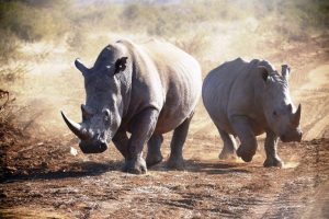 rinoceronti-bianchi-Sudafrica_Toscana-ambiente