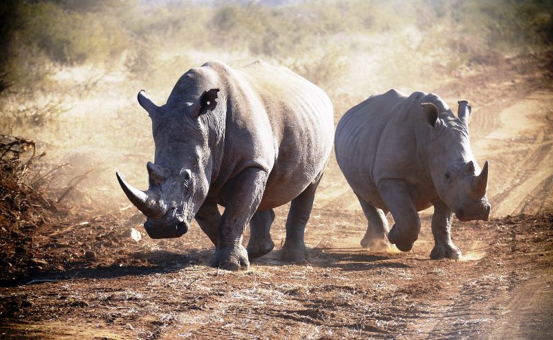 rinoceronti-bianchi-Sudafrica_Toscana-ambiente