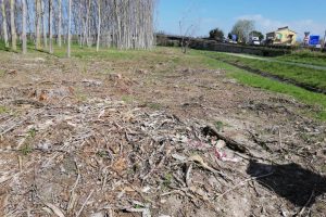 taglio-pioppi-alberi_Toscana-ambiente