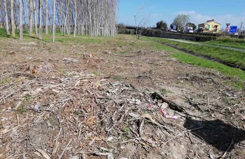 taglio-pioppi-alberi_Toscana-ambiente