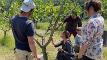 Fichi-Carmignano_insetto_Toscana-ambiente