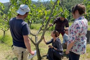 Fichi-Carmignano_insetto_Toscana-ambiente