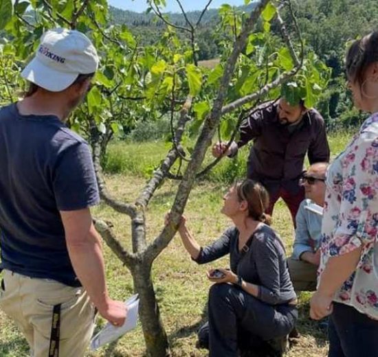 Fichi-Carmignano_insetto_Toscana-ambiente