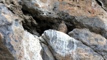Gheppio-disturbo_Toscana-ambiente