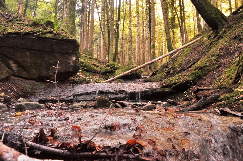 foreste-patrimonio_Toscana-ambiente