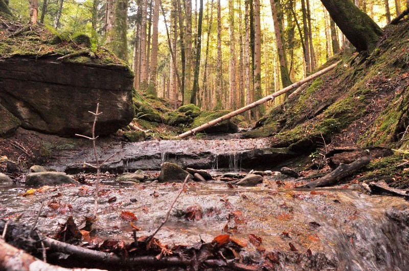 foreste-patrimonio_Toscana-ambiente