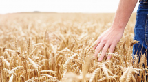 grano-duro-frumento-pesticidi-glifosato-Toscana-ambiente