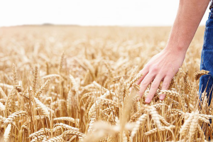 grano-duro-frumento-pesticidi-glifosato-Toscana-ambiente