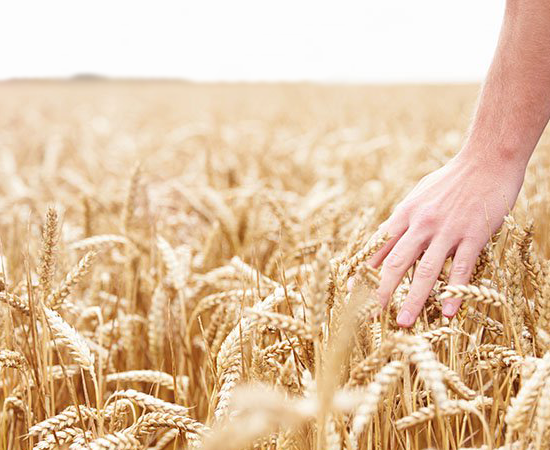 grano-duro-frumento-pesticidi-glifosato-Toscana-ambiente
