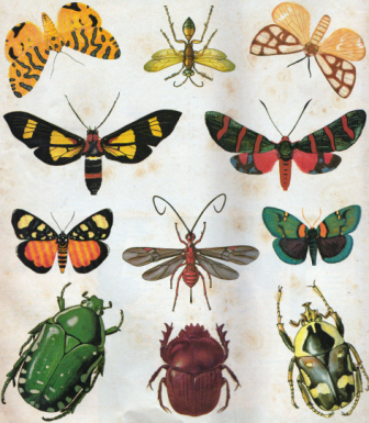 insetti-biodiversità