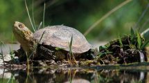 testuggine-palustre_Toscana-ambiente