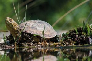 testuggine-palustre_Toscana-ambiente