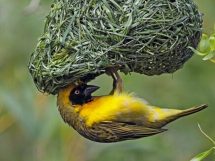 uccello-tessitore-nidi_Toscana-ambiente