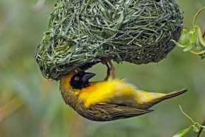 uccello-tessitore-nidi_Toscana-ambiente