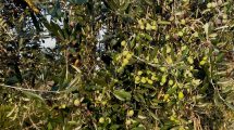 ulivo-uliveto_Toscana-ambiente
