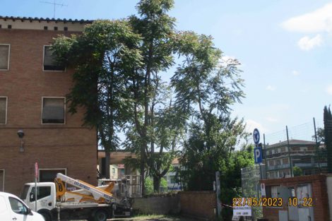 1-alberi-abbattimento-ex-scalo-merci-Poggibonsi-Toscana-ambiente