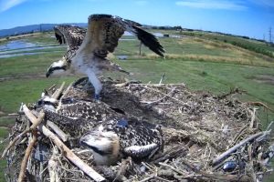Falco-pescatore-inanellamento_Toscana-ambiente