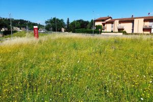 erba-prato-verde_Toscana-ambiente