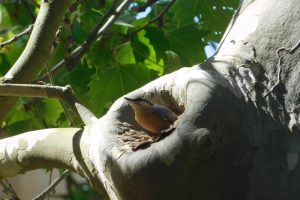 nido-cavità-picchio_Toscana-ambiente