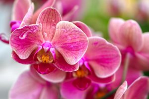 orchidee-Giappone-bonsai-Toscana-ambiente