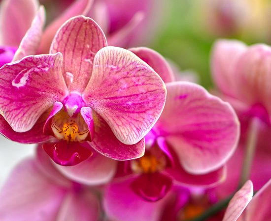 orchidee-Giappone-bonsai-Toscana-ambiente