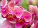 orchidee-Giappone-bonsai-Toscana-ambiente