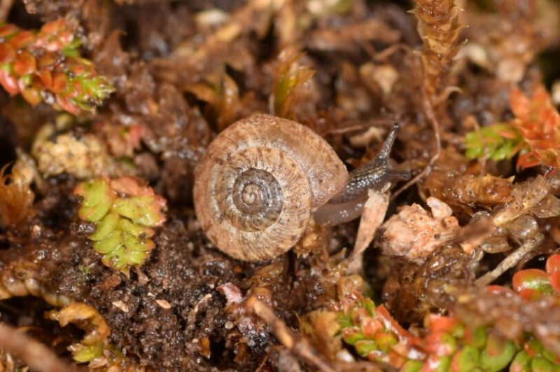 chiocciola-gasteropode_Toscana-ambiente