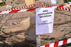 nido-tartaruga-monitoraggio_Toscana-ambiente