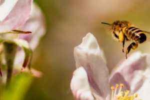 ape-impollinazione-naturalistica_Toscana-ambiente