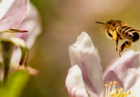 ape-impollinazione-naturalistica_Toscana-ambiente