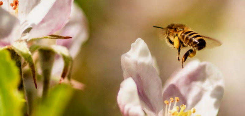 ape-impollinazione-naturalistica_Toscana-ambiente