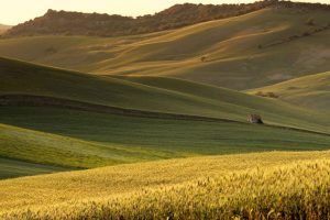 biologico-distretto-Comuni_Toscana-ambiente