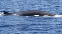 cetacei-balenottera-comune_Toscana-ambiente