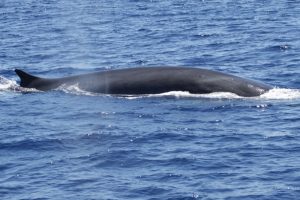 cetacei-balenottera-comune_Toscana-ambiente