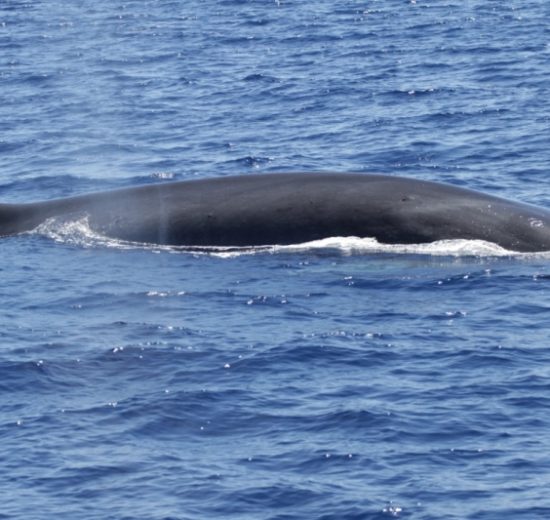 cetacei-balenottera-comune_Toscana-ambiente