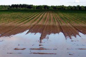 coldiretti-agricoltura-toscana-danni-ambiente