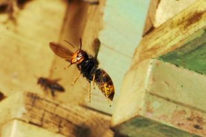 vespa-velutina-apiario_Toscana-ambiente