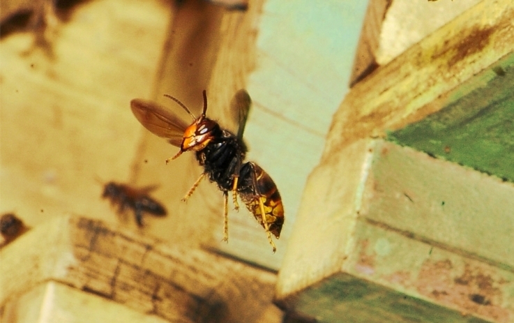 vespa-velutina-apiario_Toscana-ambiente