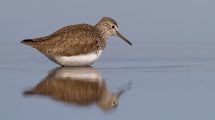 birdwatching-Massaciuccoli_Toscana-ambiente