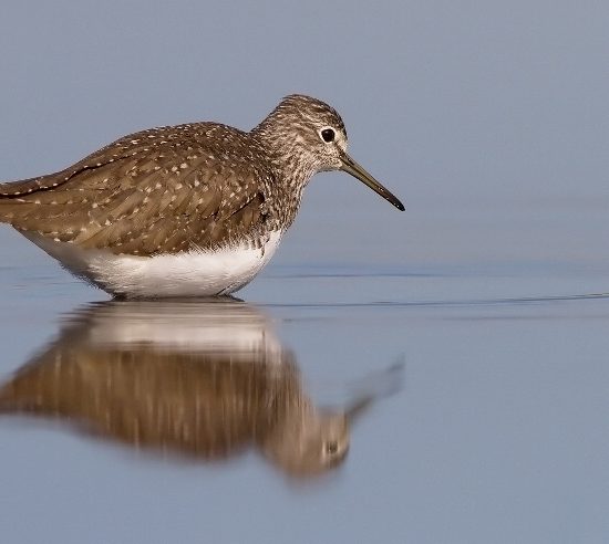 birdwatching-Massaciuccoli_Toscana-ambiente