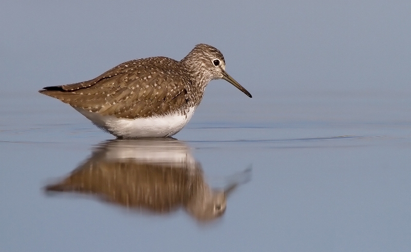 birdwatching-Massaciuccoli_Toscana-ambiente