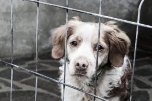cane-box-animal_Toscana-ambiente