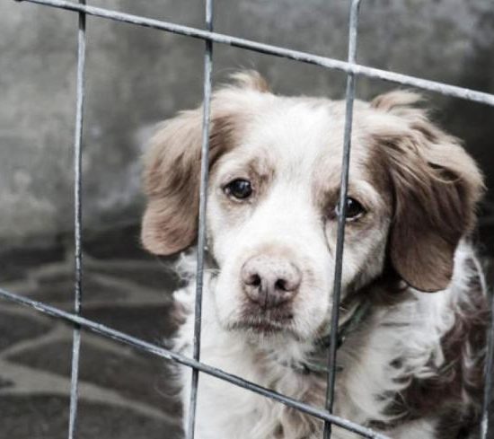 cane-box-animal_Toscana-ambiente